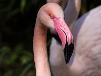 Rosa Flamingo Portrait